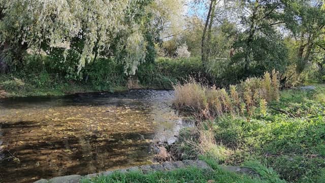 Serene riverbank scene with lush greenery and trees reflecting in calm water at Norby Park, Thirsk.