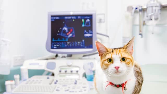 Holly House Veterinary Hospital & Ark Referrals - Vets in moortown