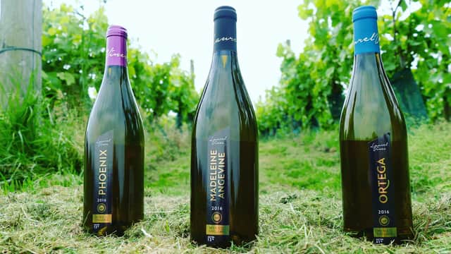 Laurel Vines Vineyard and Winery - Vineyard in scorborough