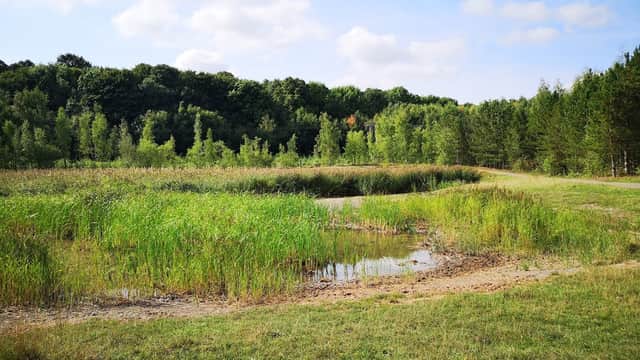 Lush green grass and tall reeds surround a small pond, framed by trees under a blue sky with scattered clouds.