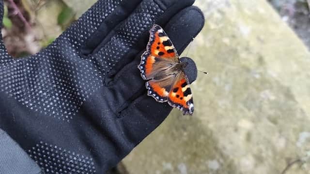 A person wearing a black glove holds a vibrant orange and black butterfly against a stone surface.