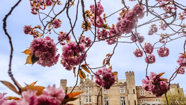 Cherry blossoms frame the historic facade of Cave Castle Golf Club against a blue sky.