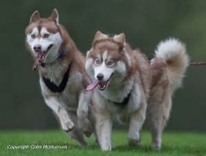 Pesky Husky Trekking