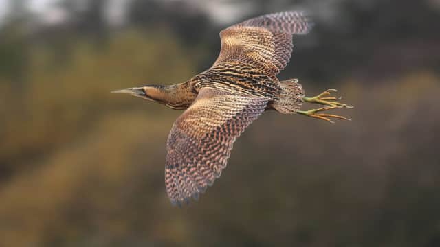 YWT Flamborough Cliffs Nature Reserve - Attraction in sewerby