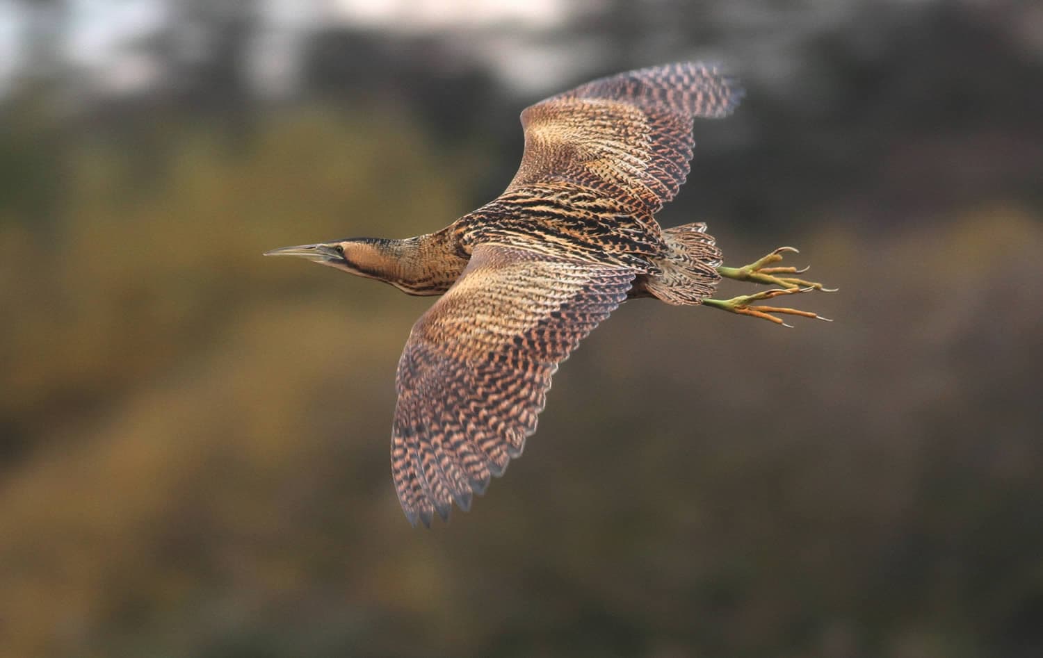YWT Flamborough Cliffs Nature Reserve