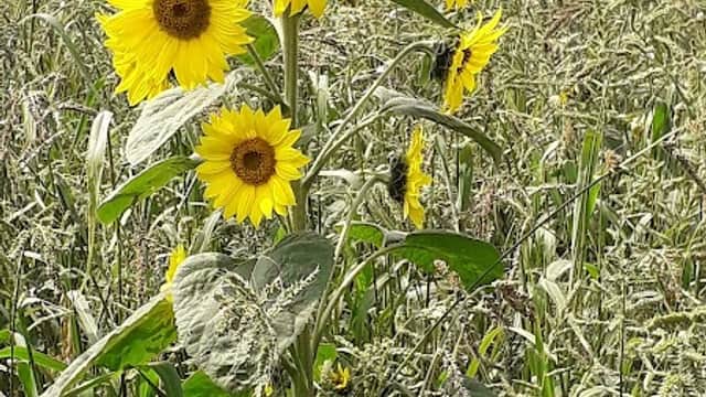 Sunflowers Day Nursery - Nurseries in pateley bridge