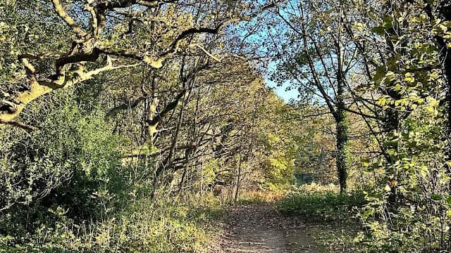 Ecclesall Woods - Park in nether edge