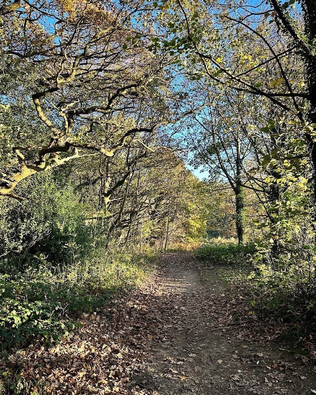 Ecclesall Woods