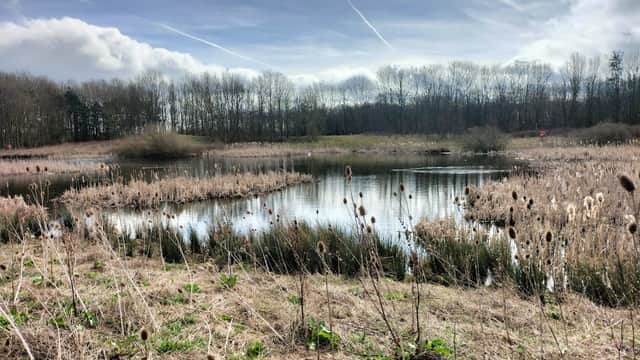 Serene lake surrounded by tall grasses and bare trees under a cloudy sky in Scorton, North Yorkshire.