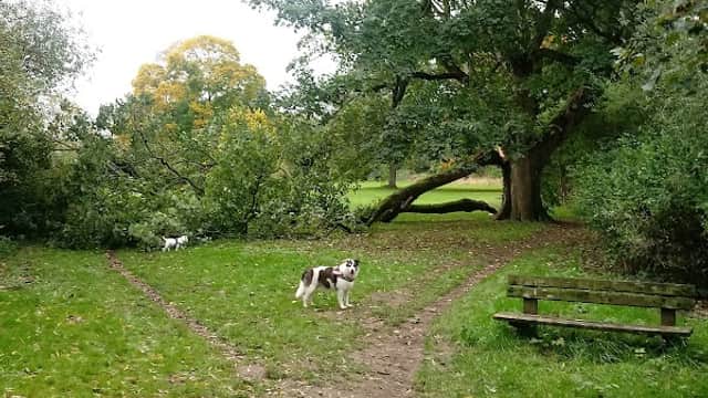 A dog stands on a dirt path in a park, with a large tree and a bench visible in the background.