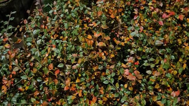 Vibrant autumn foliage with red and orange leaves, surrounding a parking area in Todmorden, Yorkshire.