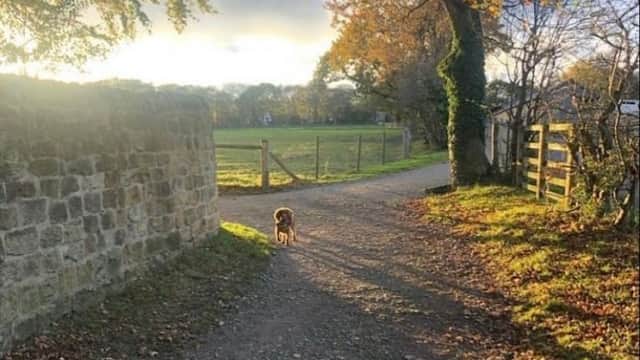 Animal Health Certificates UK North | From £69 - Vets in farsley