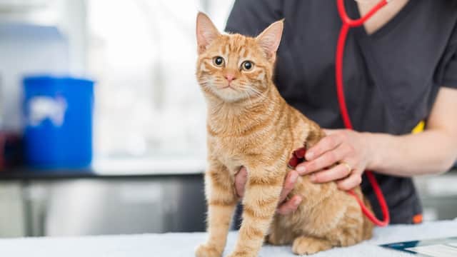 A veterinarian examines an orange tabby cat using a stethoscope in a clinic setting.