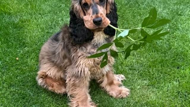 Medivet Harrogate Knaresborough Rd - Shamrock Veterinary Clinic - Vets in harrogate