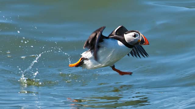 RSPB Bempton Cliffs - Natural Features in bridlington