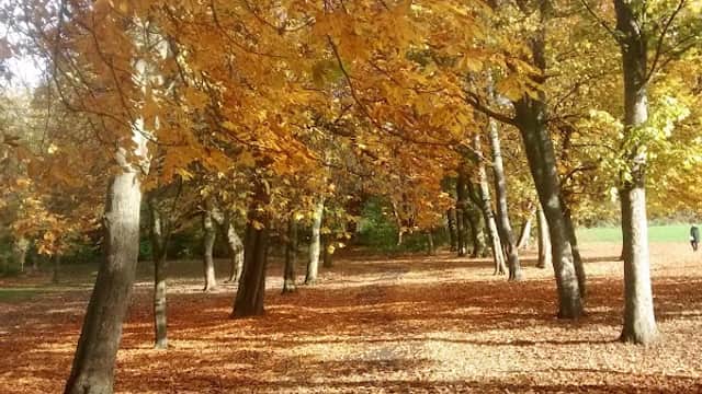 Autumn trees with golden leaves line a path covered in fallen leaves at Royds Park, Liversedge.