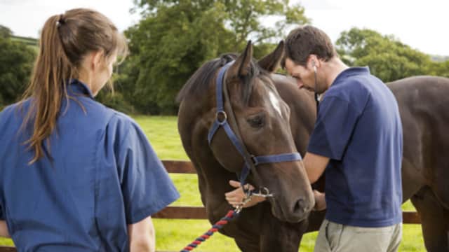 Grace Lane Vets - Vets in kirkbymoorside