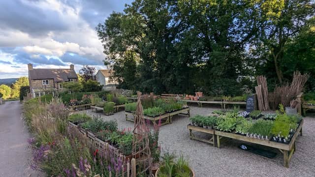 Lush plant displays in wooden beds at Cliff Bank Nursery, with trees and a cloudy sky in the background.
