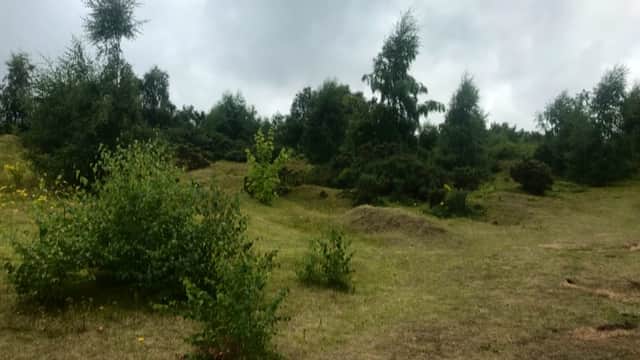 Lush green hills with scattered trees and shrubs under a cloudy sky at Austerfield Mosaic Reserve.
