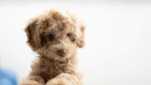 frank. Pet Surgeons. - Vets in leeds