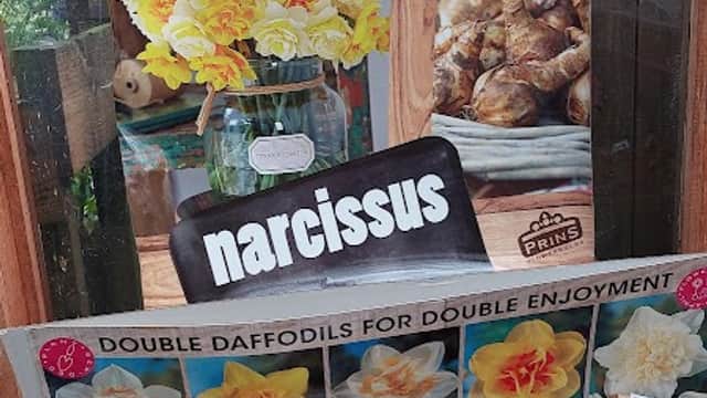 Display of daffodil bulbs and bags, with a promotional sign for planting 'spring' narcissus at Poets Cottage Nursery.