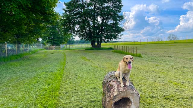 A dog sits on a log in a grassy field with trees and a blue sky in the background.