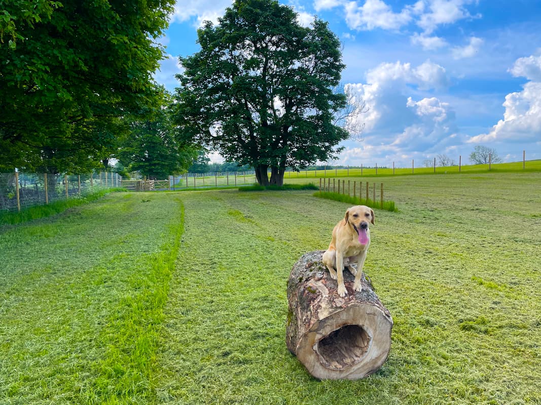 A dog sits on a log in a grassy field with trees and a blue sky in the background.