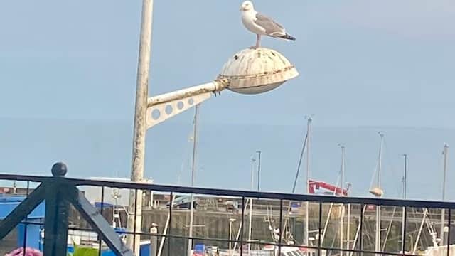 Seagull perched on a lamp post overlooking a marina with boats, framed by colorful flowers in the foreground.