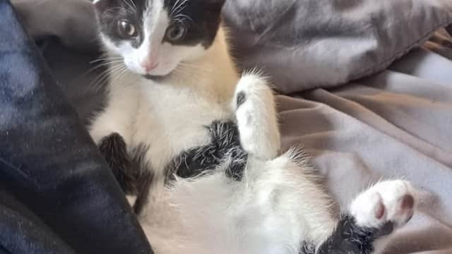 Vets4Pets - Catterick Garrison - Vets in catterick garrison