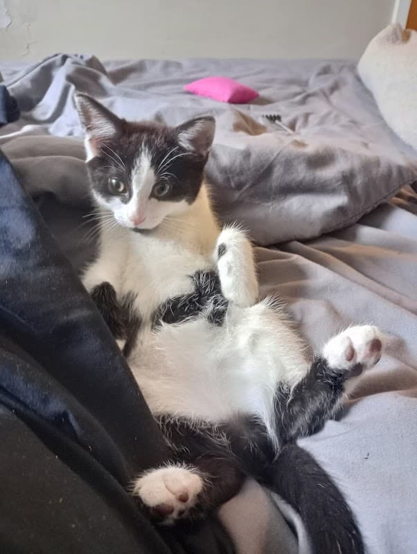 Vets4Pets - Catterick Garrison