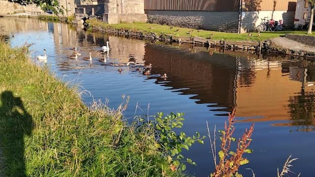 Calm canal lined with grass, ducks swimming, and buildings reflecting in the water at Eshton Road Caravan Park.