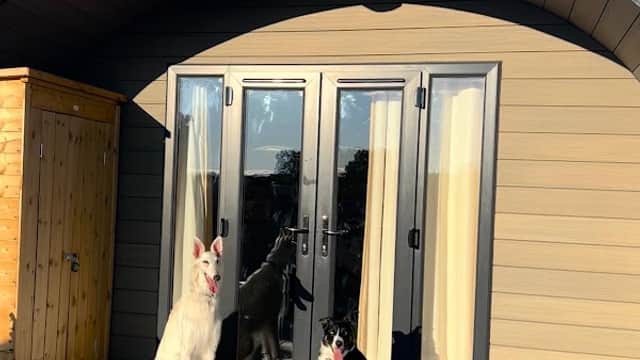 Two dogs, a white one and a black-and-white one, sit on a deck in front of a modern cabin with large glass doors.