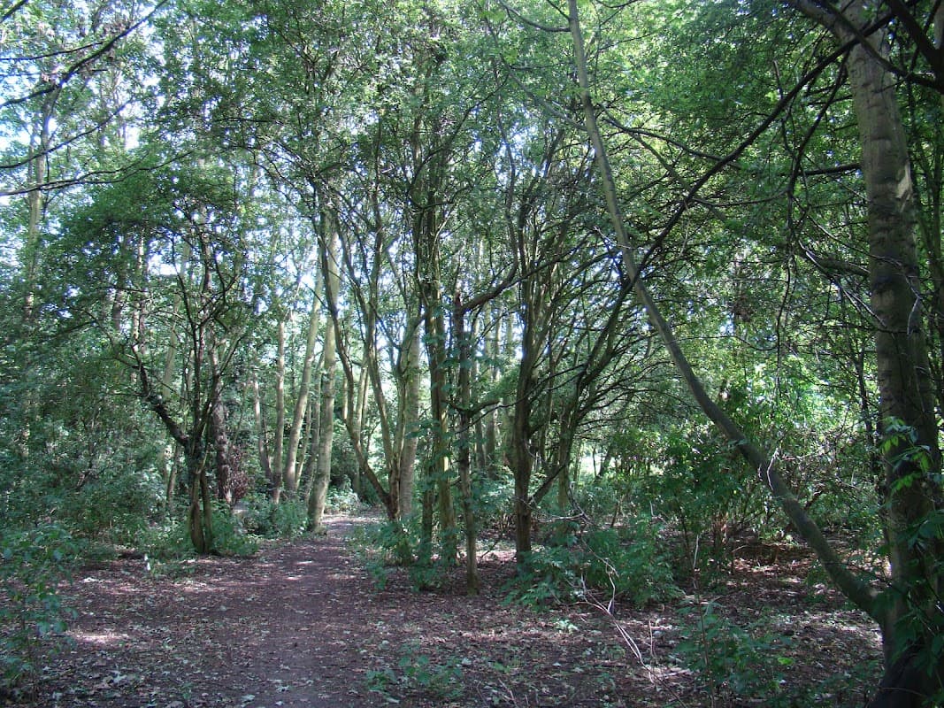 Anlaby Woods