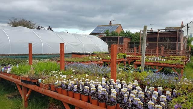 Lush plant nursery with rows of potted flowers, greenhouses, and a cloudy sky in Skerne, Yorkshire.