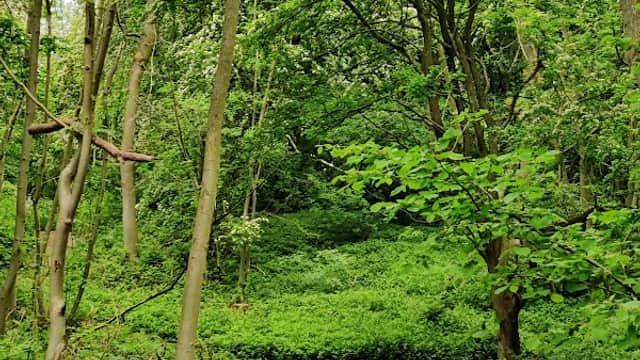 Lush green woodland path winding through trees and dense foliage at Hetchell Wood Nature Reserve.