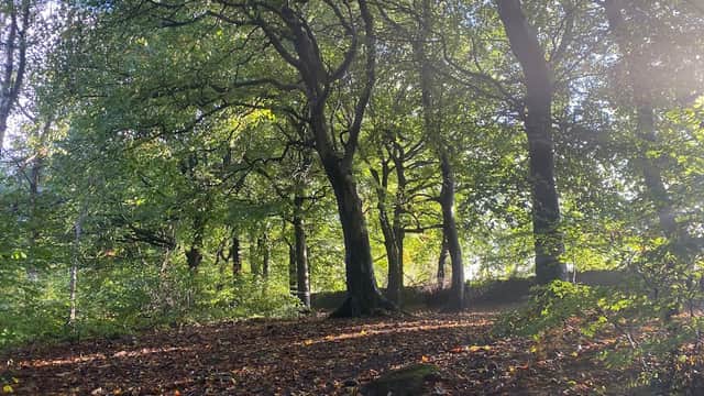 Park Wood - Park in keighley