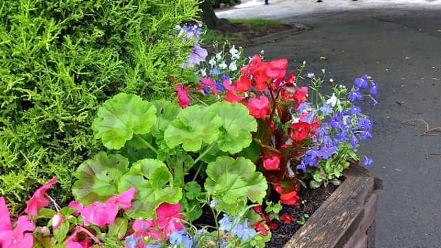 Colorful flower bed with pink, red, and blue blooms, framed by green foliage, near a park building in Burley in Wharfedale.