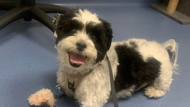 Cancer Care for Pets - Vets in huddersfield