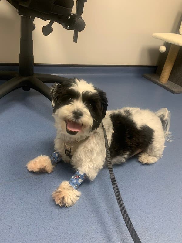 Cancer Care for Pets