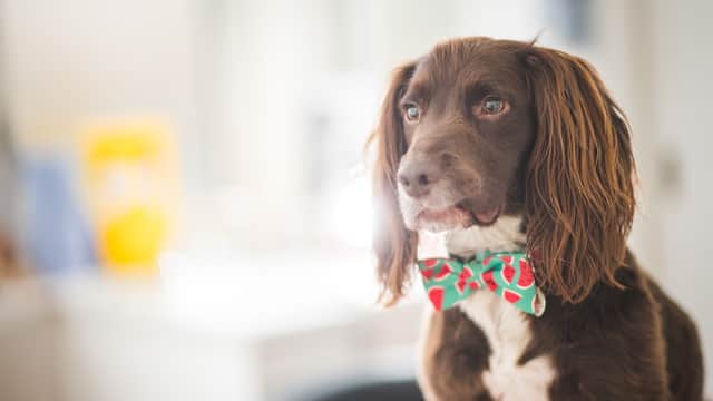Copeland Veterinary Surgeons - Vets in thornaby