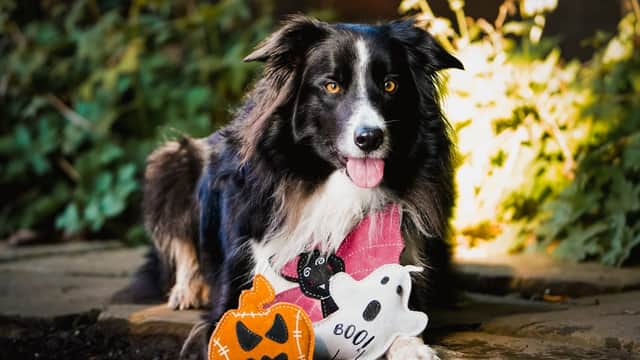 Aurora Paws - Pet Shops in wakefield