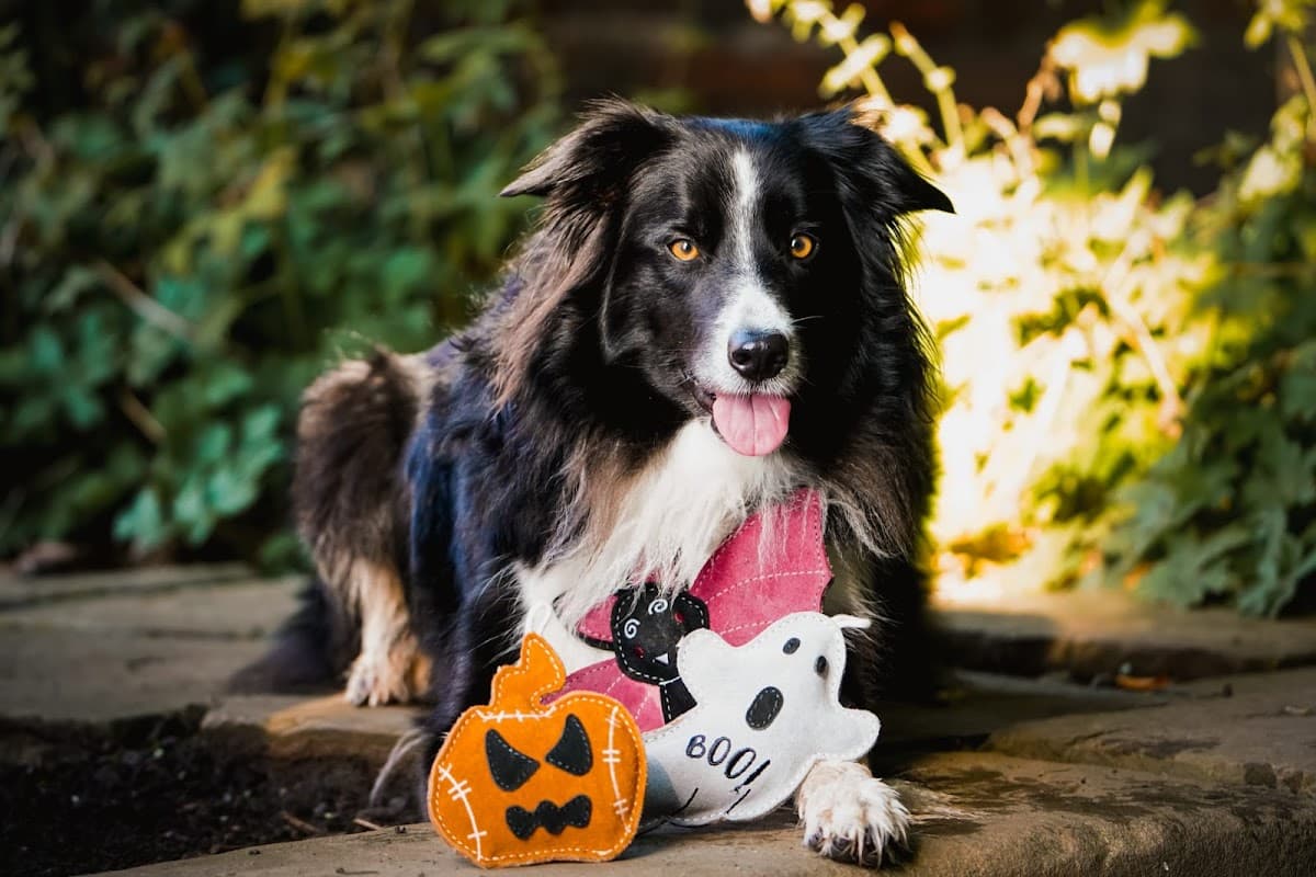Aurora Paws