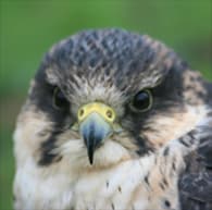 York Bird of Prey Centre