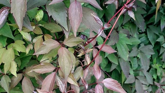 Vibrant green and reddish leaves intertwine against a lush green backdrop at Foxhill Park in Queensbury, Yorkshire.