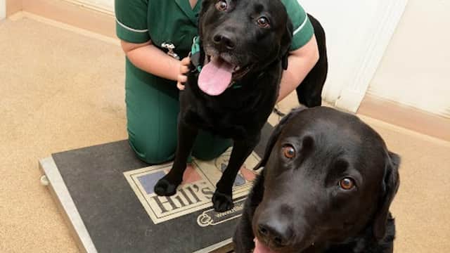 Raoul Dowding Vets, Bawtry - Vets in bawtry