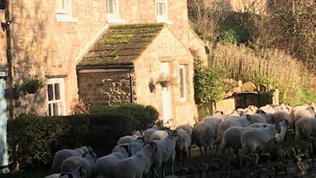 A stone cottage surrounded by grazing sheep on a sunny day in Crackpot, North Yorkshire.