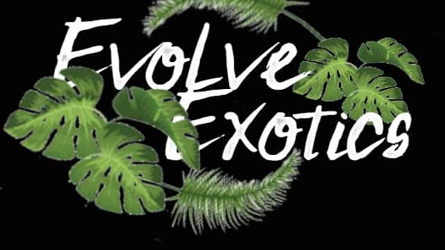 Evolve Exotics - Pet Shops in rotherham