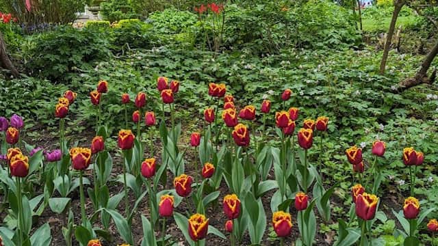 Vibrant tulips in red and yellow bloom in a lush garden, with a historic building and greenery in the background.