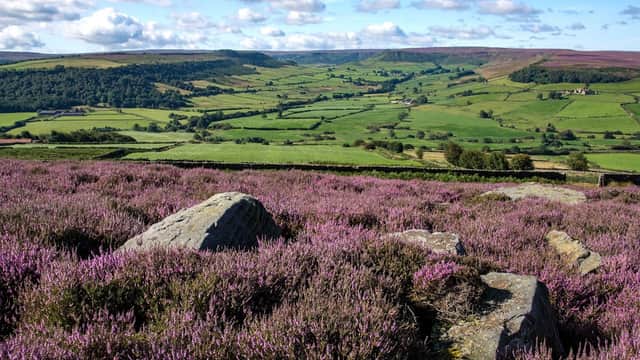 Vibrant purple heather fields in the foreground with rolling green hills and blue skies in Fryup, Yorkshire.