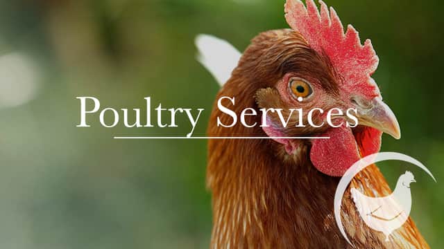 Sandhill Veterinary Services - Vets in ripon